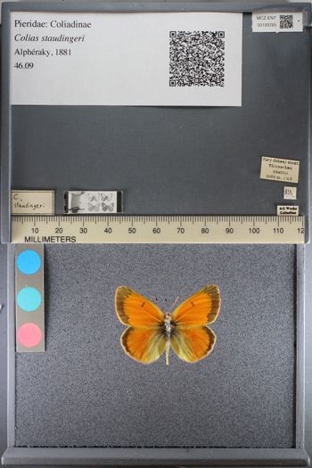 Media type: image;   Entomology 193785